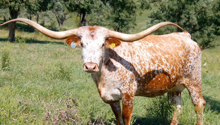 <ul><li><p>Tough, adaptable</p></li><li><p>Comes in any color </p></li><li><p><strong>Light muscled </strong></p></li><li><p><strong>Good for first-calf heifers </strong></p></li></ul><p></p>