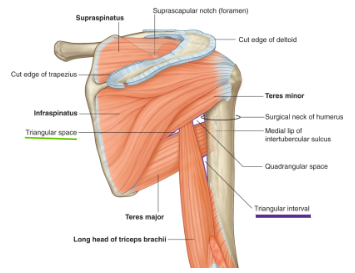 <p>Boundary:</p><ul><li><p>Inferior portion of Teres Major</p></li><li><p>Medial Side of humerus</p></li><li><p>Lateral side of Triceps Brachii</p></li></ul><p></p><p><span>Structures passing through</span></p><ul><li><p><span>Radial nerve</span></p></li><li><p><span>Profunda brachii artery (deep artery of the arm) and veins</span></p></li></ul><p></p>