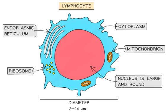 <ul><li><p><strong>Structure</strong>:</p><ul><li><p>Small leukocytes with a very <strong>large, dark-staining nucleus</strong>.</p></li><li><p>Similar in size to red blood cells.</p></li></ul></li><li><p><strong>Function</strong>:</p><ul><li><p>Involved in <strong>immune response</strong> by producing antibodies and destroying infected cells.</p></li></ul></li><li><p><strong>Microscope Identification</strong>:</p><ul><li><p>Constitute <strong>20–25% of all leukocytes</strong>, identified by their dark-staining nucleus.</p></li></ul></li></ul><p></p>