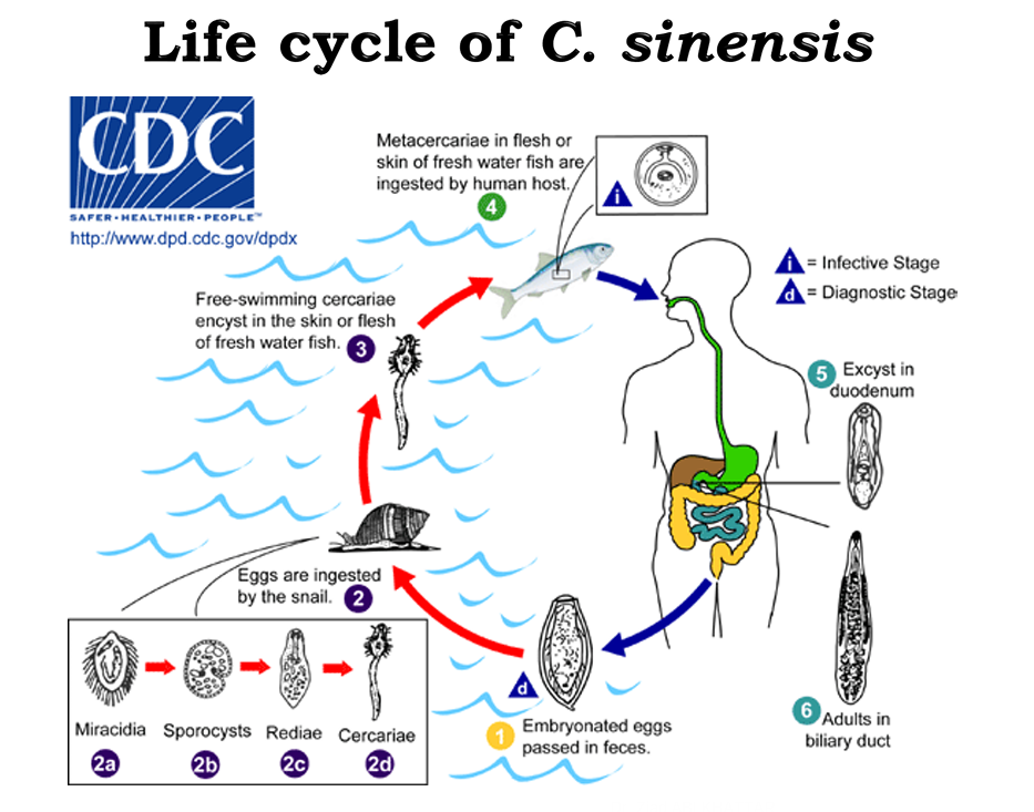 <p>Mainly: </p><ul><li><p>We ingest the Metacercariae form in the flesh or skin of freshwater fish </p></li><li><p>Excystation occurs in the duodenum </p></li><li><p>Adults are found in biliary ducts</p></li><li><p>Embryonated (unlike fascioliasis) eggs are passed in feces </p></li></ul><p></p>