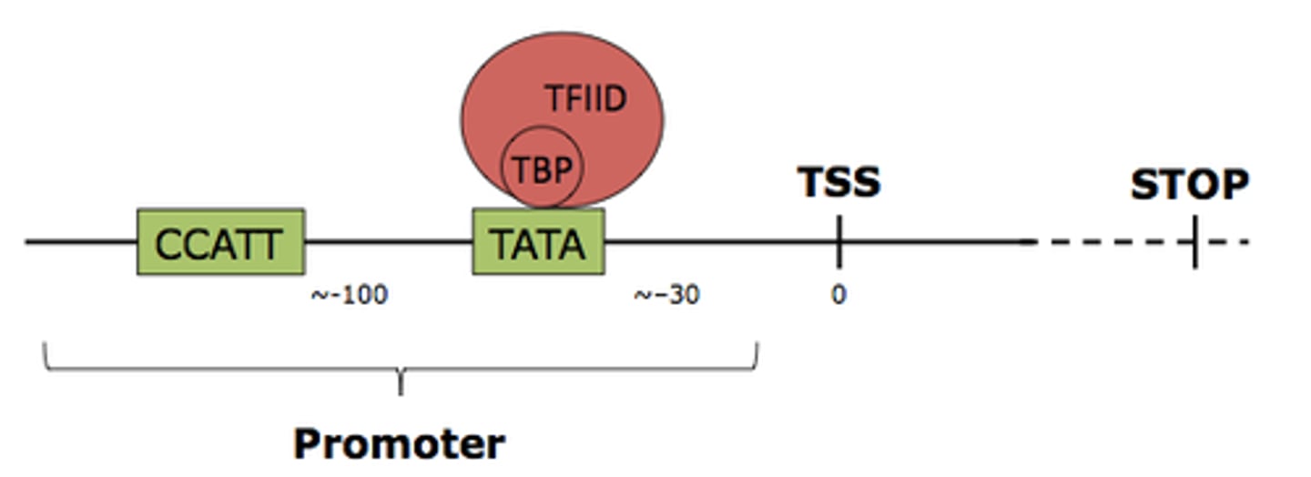 <p>Highly conserved DNA sequence of TATA base pairs that serves as the binding site for transcription factors to turn translation on/off. Located about 25-30 bases upstream of transcription site. Part of the promoter region.</p>