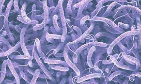 vibrio cholerae