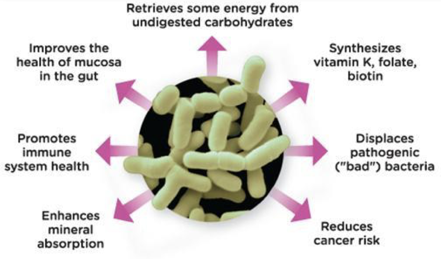 <ul><li><p>Probiotics \n – Beneficial bacteria</p></li><li><p>Prebiotics</p><ul><li><p>–  Food for the beneficial bacteria</p></li><li><p>–  Chicory, whole-grain rye, oats, wheat , barley, leeks, onions, and garlic</p></li></ul></li></ul>