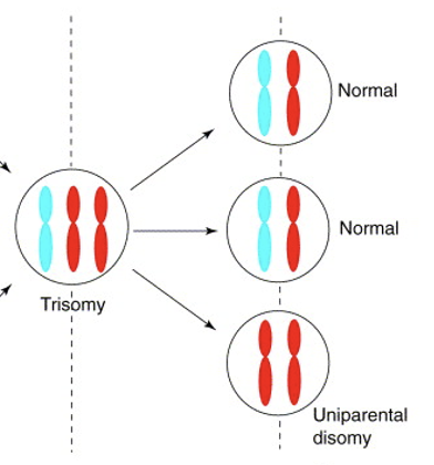 <p>uniparental disomy</p>