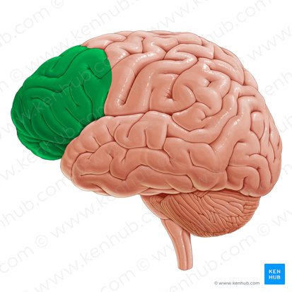<p>what brain area is this?</p>