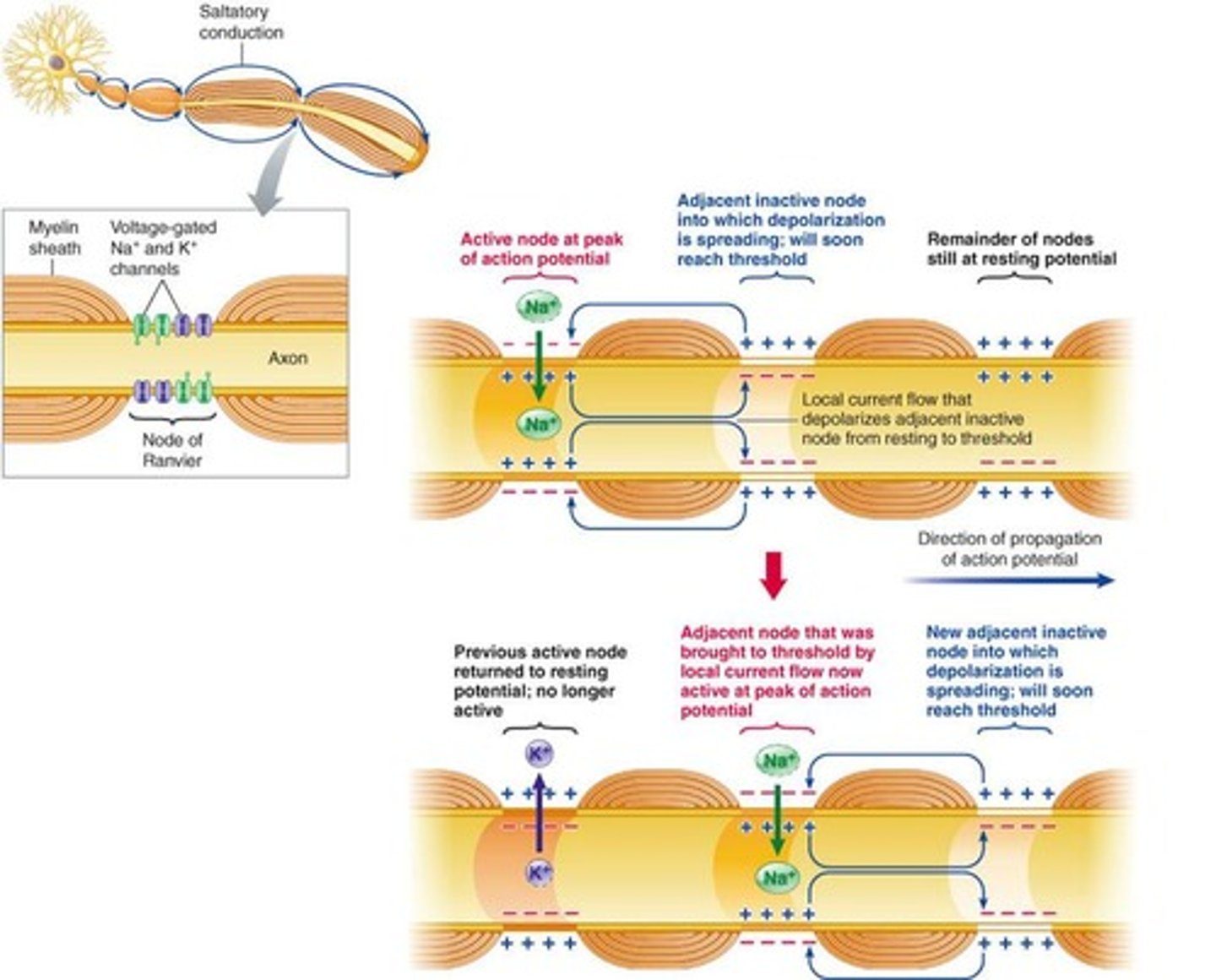 <p>A faster method of AP conduction that occurs on myelinated fibers, allowing the impulse to skip along the nerve.</p>
