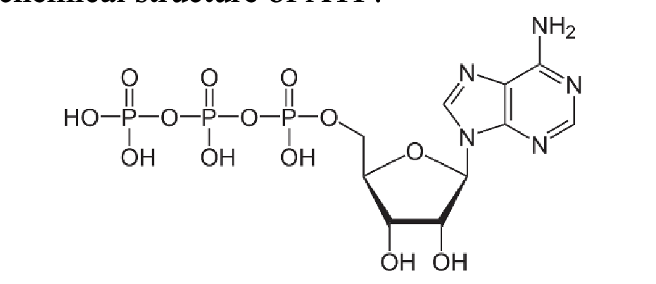 <p>Q1. All living things use the molecule adenosine triphosphate (ATP) to store energy. Examine the chemical structure of ATP and list some true statements</p>