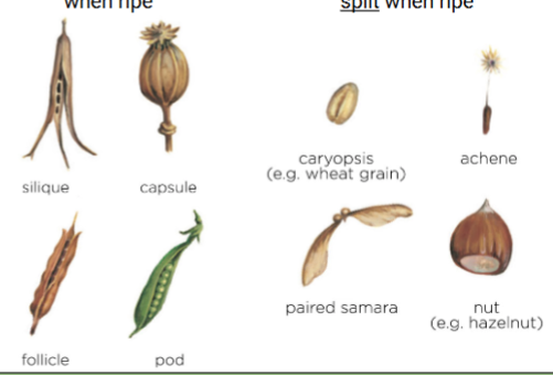 <p>Dry fruit</p>