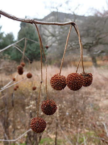 <p>common buttonbush, Cephalanthus occidentalis (Rubiaceae)</p>