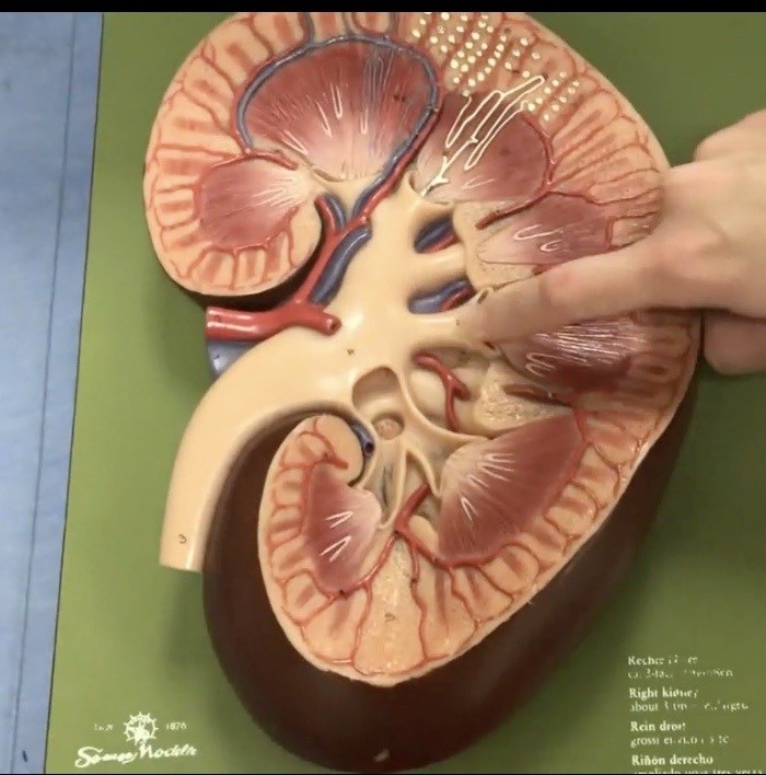 <p>Description: Smaller collecting ducts at renal papillae</p><p>Function: Drains urine from the renal papillae and collecting ducts</p>
