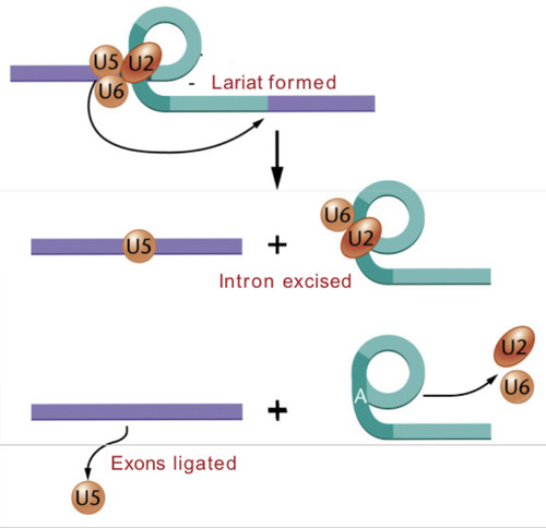 <p>A characteristic loop that forms where the intron is excised.</p>