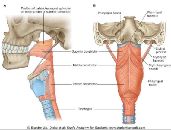 <p>What is the origin, insertion, innervation and action of the inferior constrictor? </p>