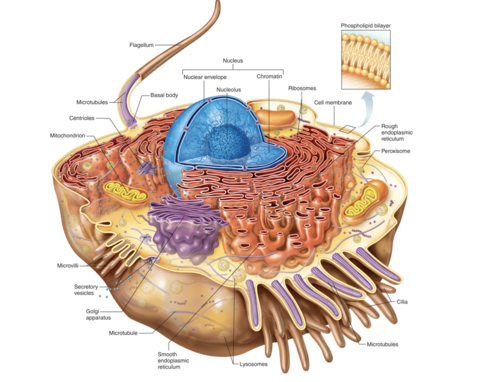 <ul><li><p><strong>includes many different cell structures at once</strong></p></li><li><p>most cells contain most of these structures</p></li><li><p>used to describe the functions and organelles of cells</p></li></ul><p></p>