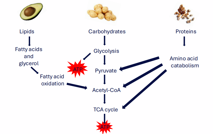 <p>Energy comes from macronutrient metabolism</p>