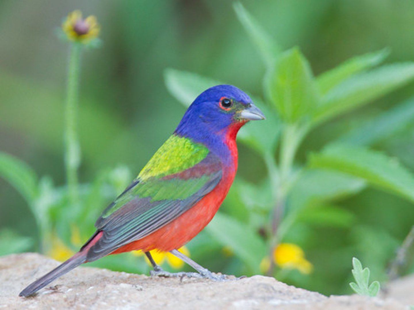 <p>Cardinalidae</p>