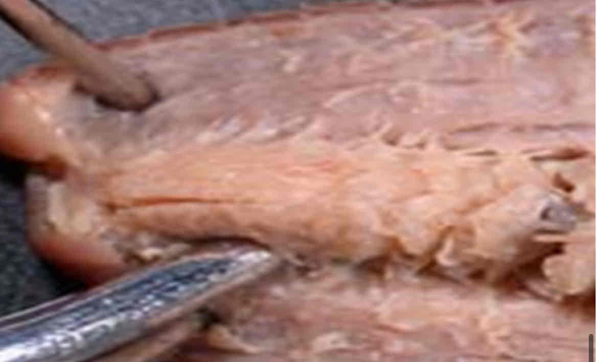 <p>Identify this structure</p>