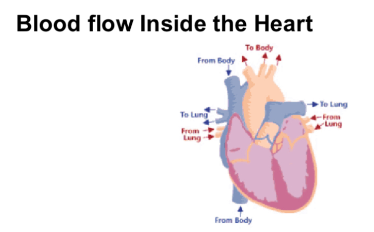 <ul><li><p>deoxygenated blood enters RA from vena cava (back from rest of body) - end of systemic circulation</p></li><li><p>RA contracts and forces tricuspid valve open as pressure in atrium is higher than pressure in ventricle</p></li><li><p>Deoxygenated blood pushed by RA into RV</p></li><li><p>RV contract, pressure causes tricuspid valve to close</p></li><li><p>Pulmonary valve opens</p></li><li><p>Deoxygenated blood pushed into right ventricle into pulmonary arteries</p></li><li><p>Blood travels to lungs - beginning of pulmonary circulation </p></li><li><p>Oxygenated blood enters LA from pulmonary vein - end of pulmonary circulation </p></li><li><p>LA contracts and cause mitral (bicuspid) valve to open</p></li><li><p>Oxygenated blood pushed by LA into LV</p></li><li><p>LV contracts and forces mitral valve to close</p></li><li><p>Aortic valve opens</p></li><li><p>Oxygenated blood pushed by LV into aorta</p></li><li><p>Blood travels around body - beginning of systemic circulation </p></li></ul><p></p>
