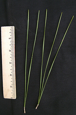 <p>Scientific Name</p>