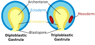 <p>Mesoderm</p>
<ul>
<li>3 vs 2 germ layers</li>
</ul>