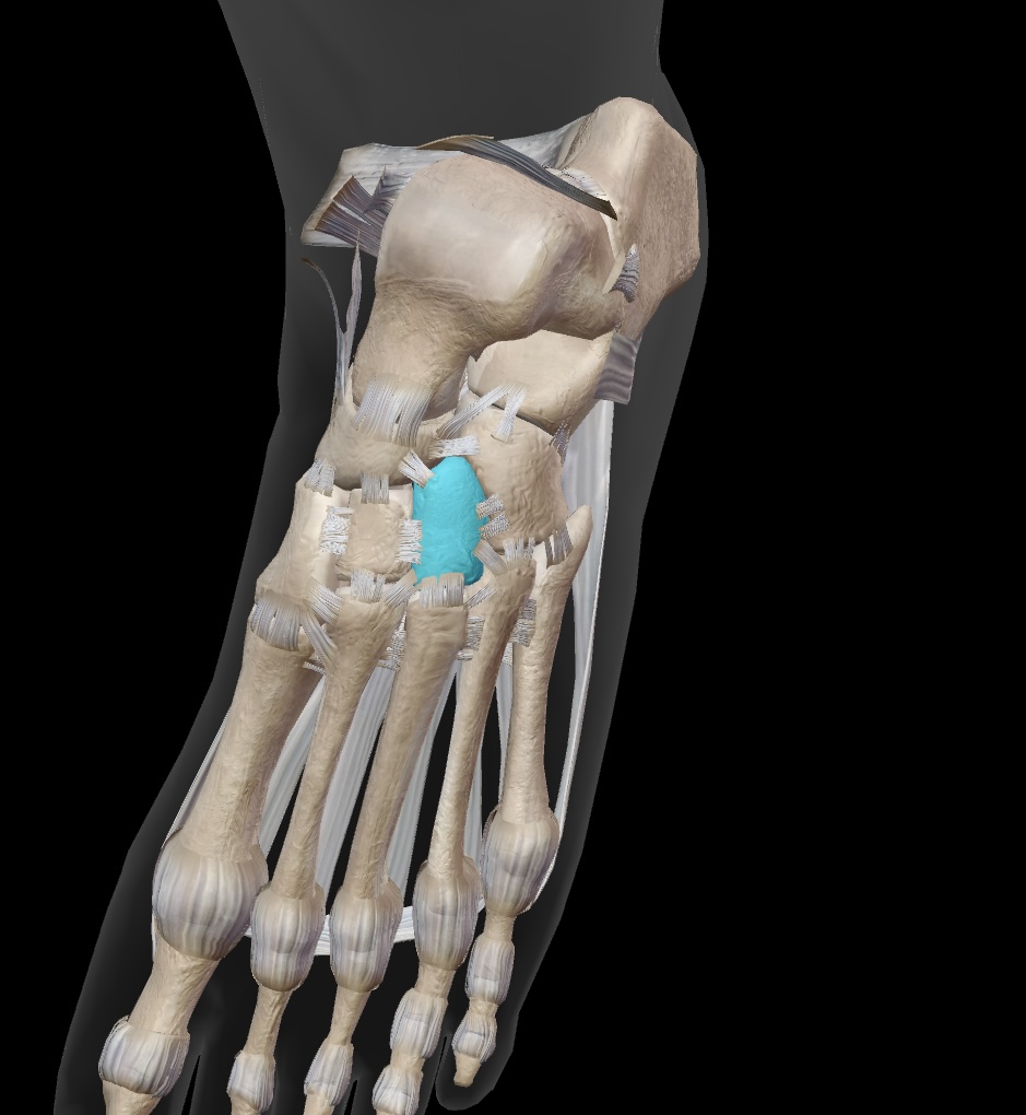 <p>the bone situated laterally among the three cuneiform bones, contributing to the structure of the mid-foot. </p>