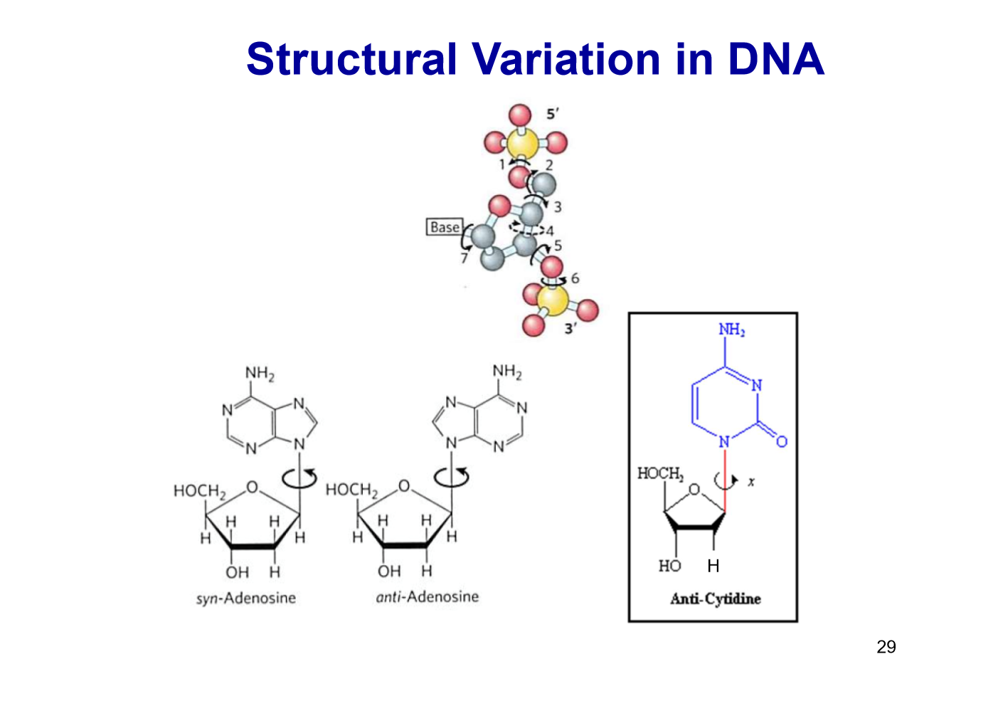 <p>Free rotation about C-1’-N-glycosidic bond. </p><p>Purines: syn, anti </p><p>Pyrimidines: anti (steric interference between sugar and C=O)</p>