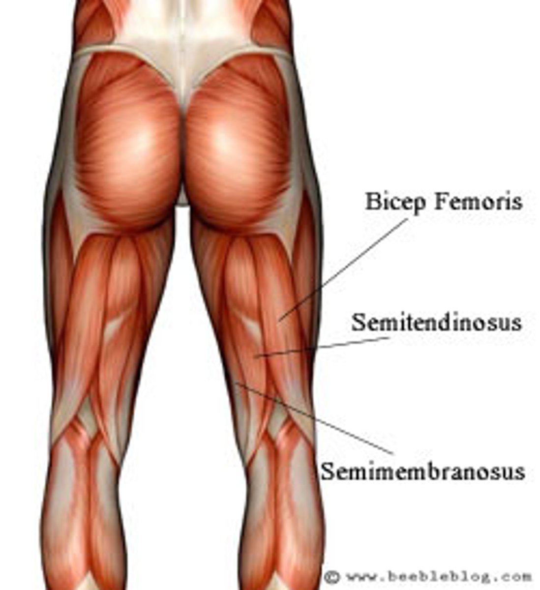 <p>-Origin tuberosity of the ischium, linea aspera</p><p>-Insertion tibia, fibula</p><p>-Nerve: sciatic nerve (tibial nerve and common fibular nerve)</p><p>-Actions: flexion of knee, extension of hip</p><p>-Antagonist: Rectus femoris muscle</p>