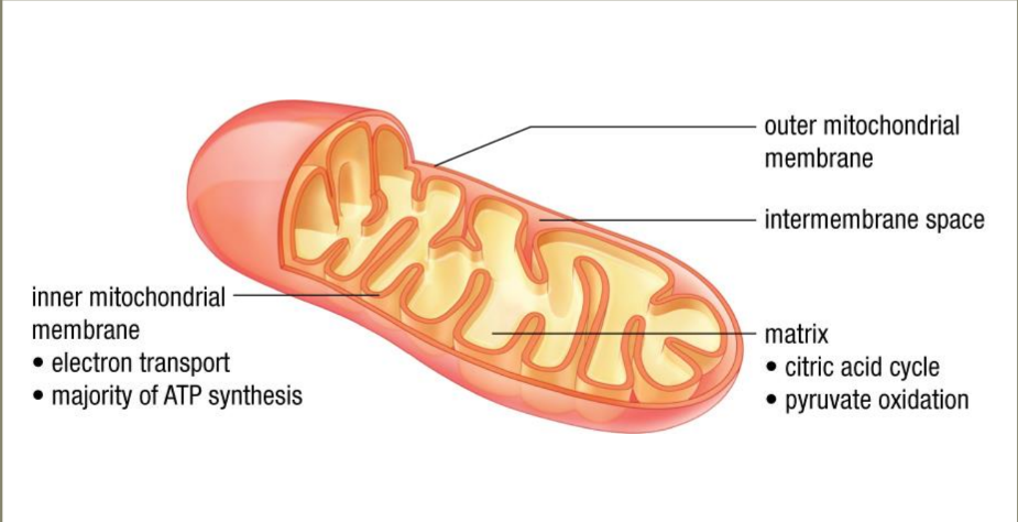 Mitochondrion Space