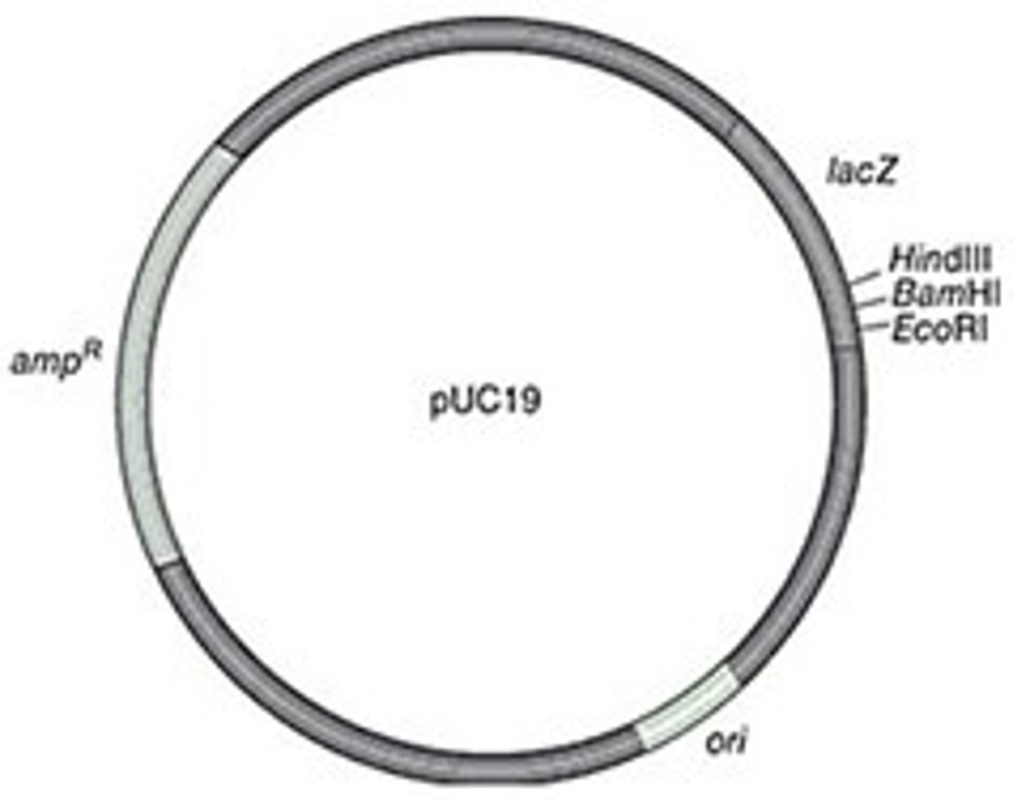 <p>ori= origin of replication</p>