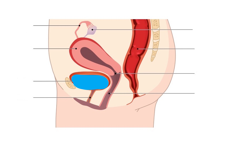 <p>What part of the Female reproductive system is this?</p>