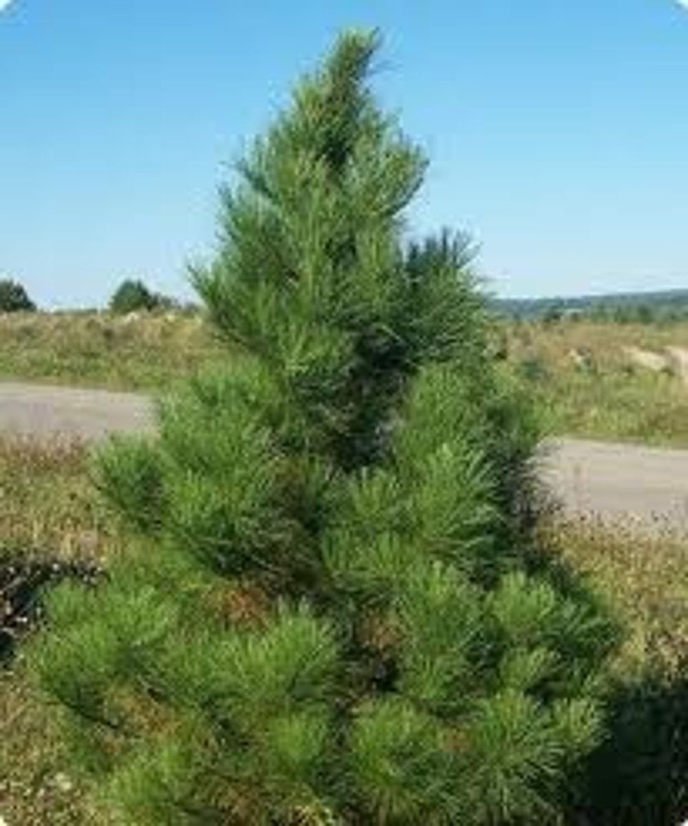 <p>Lightweight, easy to form, used for construction and decking</p>