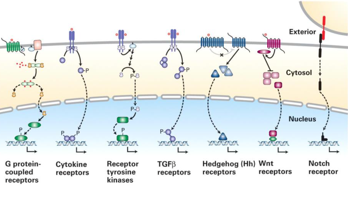 <ol><li><p><span><strong><em><span>Many cell-surface initiated signal transduction pathways culminate in changes in ________</span></em></strong></span></p></li><li><p><span><strong><em><span>slower _____</span></em></strong></span></p></li><li><p><span><strong><em><span>______ term changes</span></em></strong></span></p></li></ol><p></p>