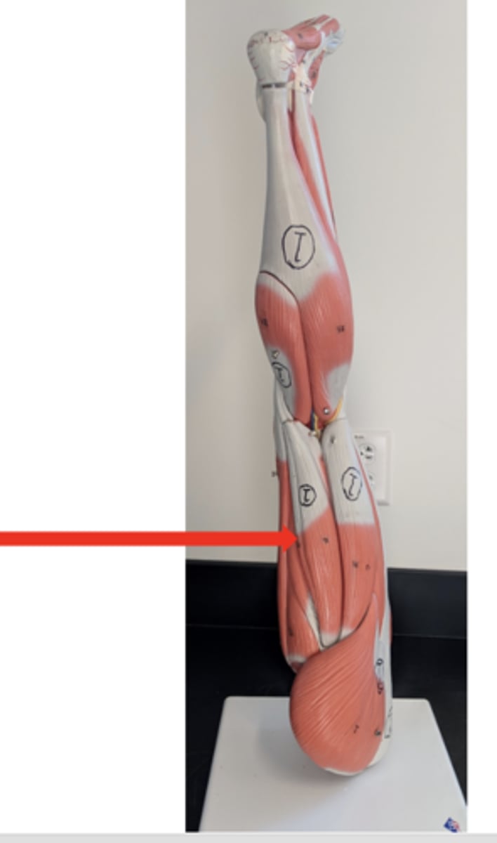 <p>what is this?</p>