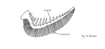 <p>Slender respiratory structures that compose the posterior part of the gill arch where gas exchange occurs. </p>