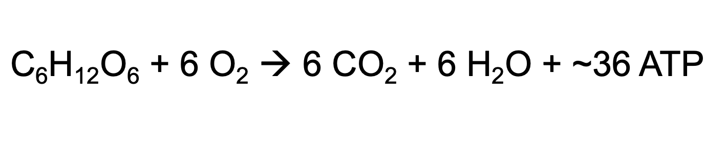 <ul><li><p>Glucose + O₂ → CO₂ + H₂O + ATP</p></li><li><p><span>the process by which cells break down glucose and other molecules to produce ATP, the main energy source for the cell.</span></p></li></ul><p></p>