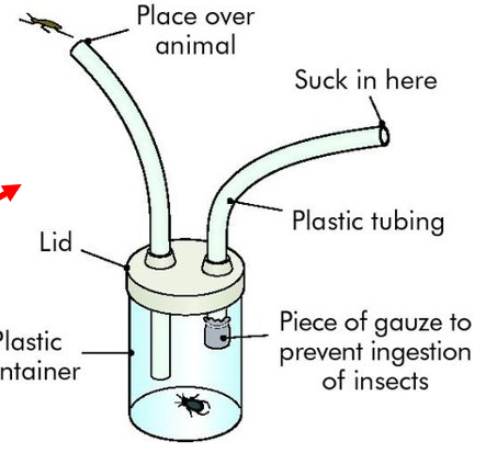 <ul><li><p>device used to sample small insects</p></li><li><p>sucking on a mouthpiece that draws the insect into a chamber through inlet tube</p></li></ul>