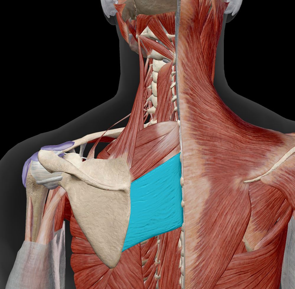 <p>shoulder girdle muscle&nbsp;</p>