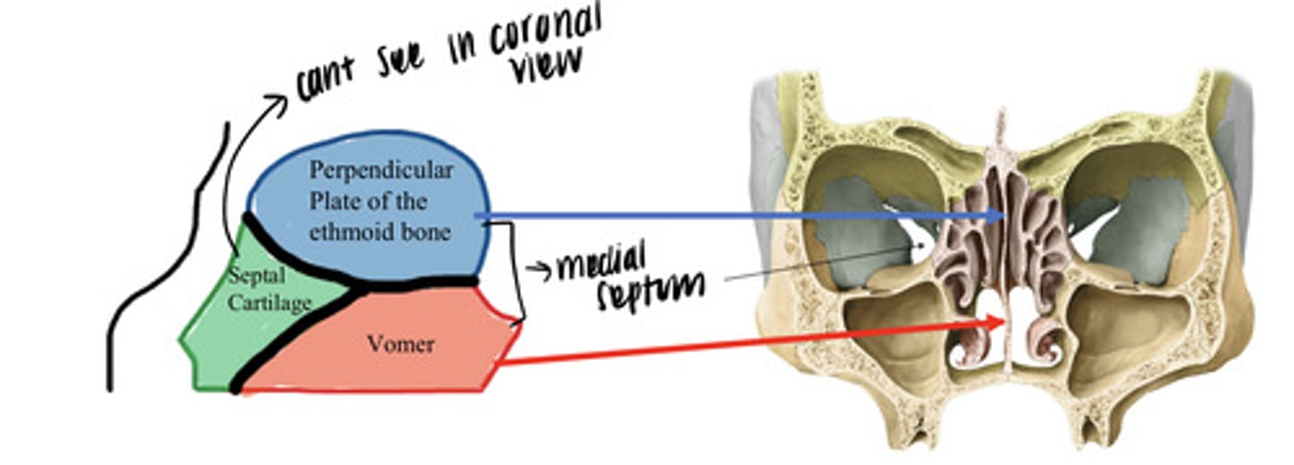 <p>- perpendicular plate of ethmoid</p><p>- vomer</p><p>- septal cartilage (cannot see in a coronal view)</p>