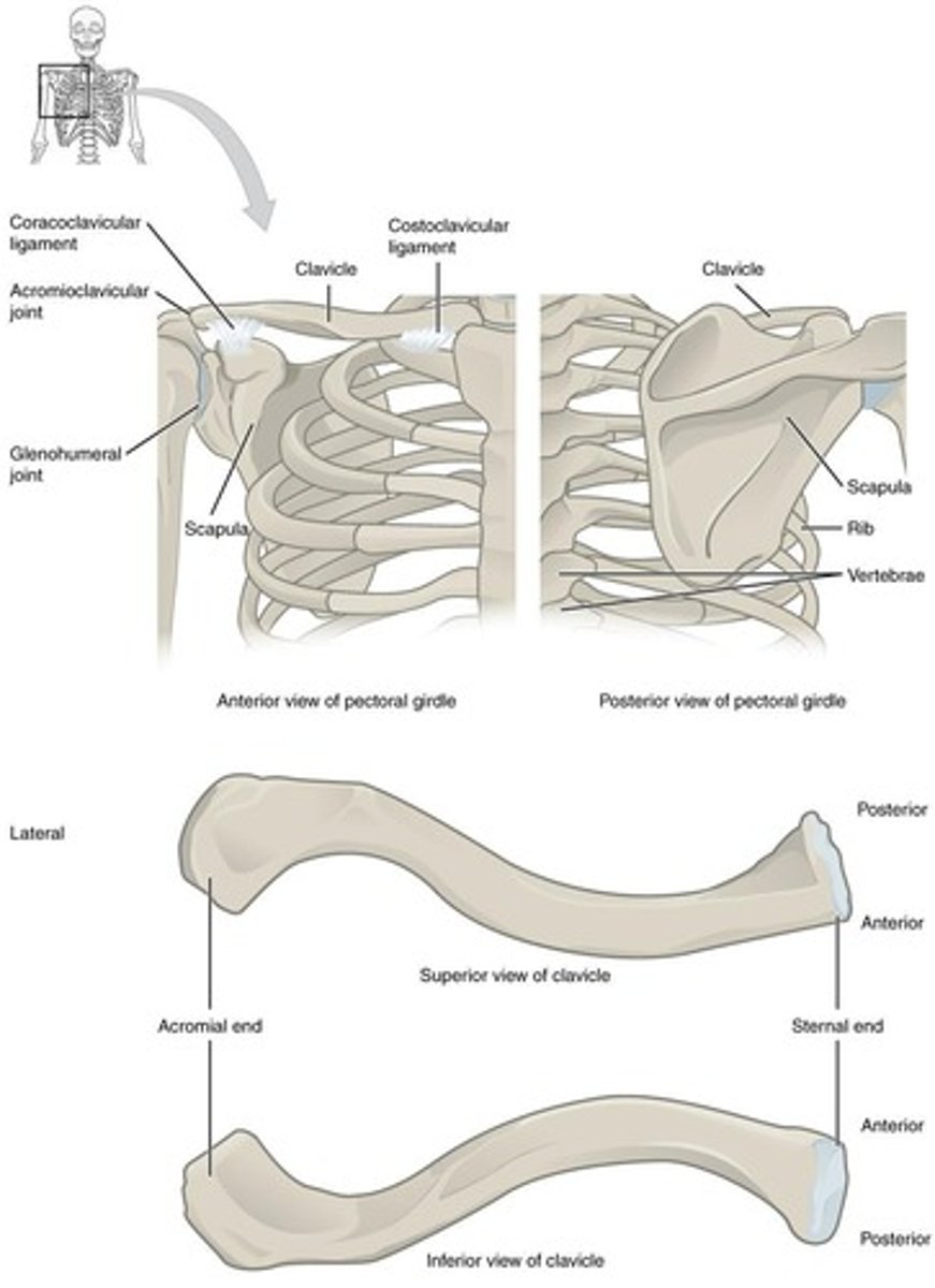 <p>Clavicle (2) and scapula (2)</p>