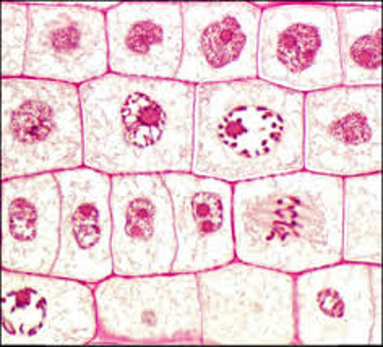 <p>having more than one cell</p>