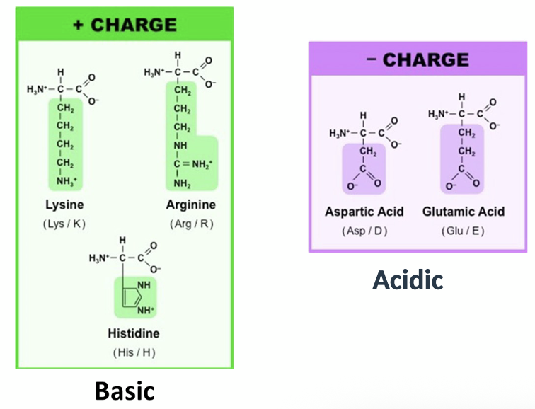 <p>+ charge = basic</p><p>- charge = acidic</p><p></p><p>Y, W and F can also be classified as aromatic because of the aromatic ring they carry</p>