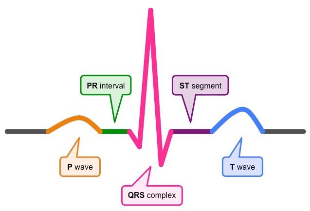 <p><strong>PQRST:</strong></p><ul><li><p>P = start of atrial systole (atrial depolarisation)</p></li><li><p>Q = Purkyne fibre excitation</p></li><li><p>R = start of ventricle systole (ventricular depolarisation)</p></li><li><p>S = ventricles fully contracted</p></li><li><p>T = ventricle relaxation (ventricular repolarisation)</p></li></ul><p></p>