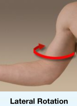 <p>Lateral rotation</p>