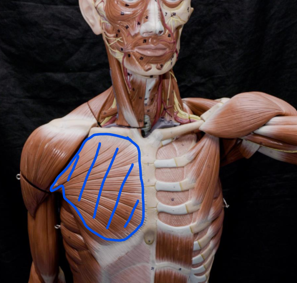 <p>blue </p><p>originates - medial end of clavicle, costal cartilage of true ribs, aponeurosis of external oblique </p><p>inserts - lateral lip of intertrabecular lip of humerus </p><p>actions: adducts, flexes and medially rotates shoulder joint </p>