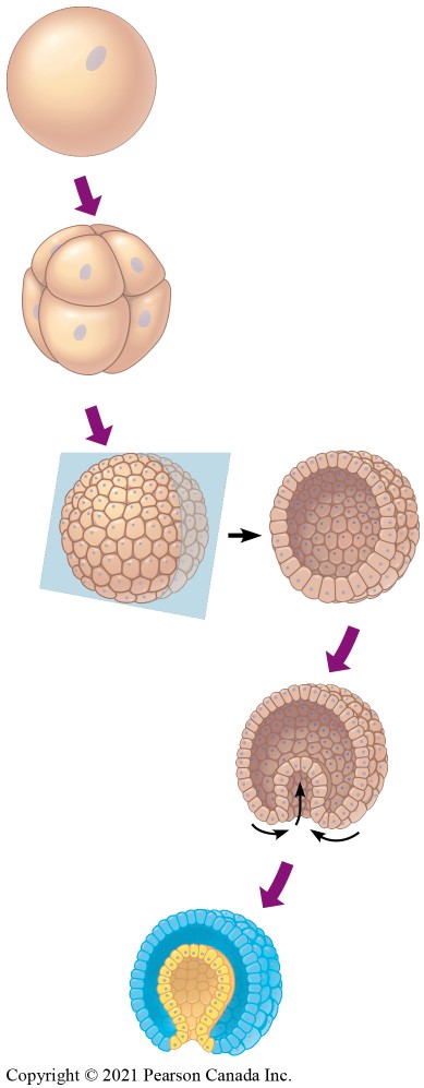 <ol><li><p>Fertilization </p></li><li><p>Cleavage</p></li><li><p>Formation of Blastula</p></li><li><p>Gastrulation</p></li><li><p>Organogenesis</p></li></ol><p></p>