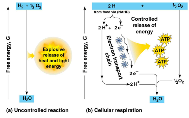 <p>used in cellular respiration to break the fall of electrons to O2 into several energy releasing steps to prevent an explosive reaction</p><ul><li><p>NADH passes electrons to the chain where they’re transferred in redox reactions (each release a little energy)</p></li><li><p>O2, final electron acceptor, captures electrons and H+ = H2O</p></li><li><p>energy yielded used to generate ATP</p></li></ul><p></p>