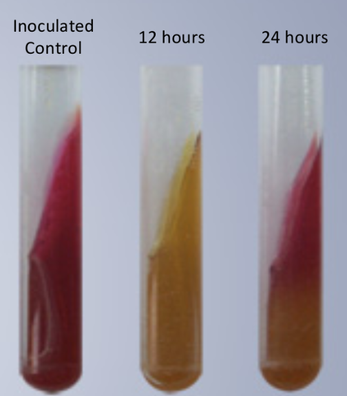 <ul><li><p>Fermentation of glucose produces acid, which lowers pH and turns medium yellow throughout</p></li><li><p>Glucose concentration is very low (0.1%) and so it is depleted very quickly</p></li><li><p>As glucose diminishes, organisms in the aerobic region (slant) begin to break down available amino acids, producing NH3 and raising the pH turning the pH pink</p><ul><li><p>Only occurs in the slant because of the anaerobic conditions in the butt</p></li></ul></li></ul><p></p>