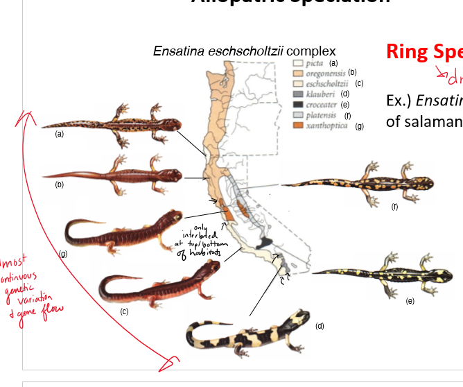<p>What are ring species? </p>
