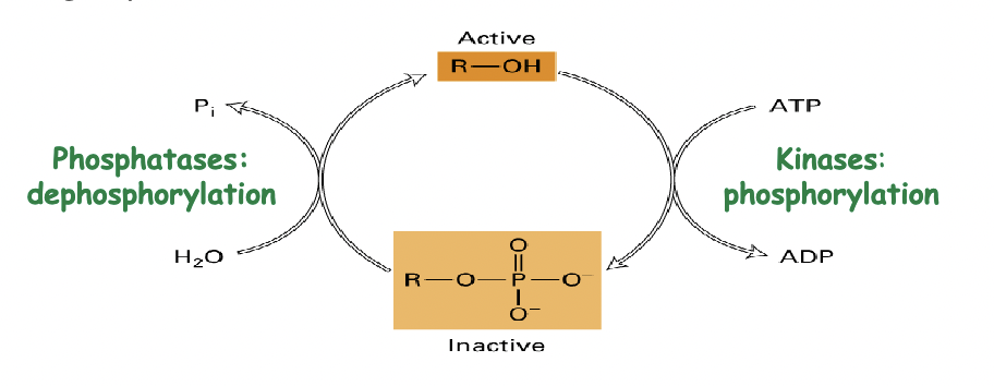* phosphoregulation → an “on-off switch” for enzymes via the addition or removal of chemical groups
* amino acids that are targeted include serine, threonine and tyrosine
* Covalent modification comes in many different forms: acetylation, methylation, carboxylation, etc. 
* Phosphorylation is a common modification for all proteins. 
* Phosphoregulation is the term used for the reversible addition and removal of a phosphate group on a protein that activates and inactivates protein function. 
* One or multiple amino acid residues may be phosphorylated.