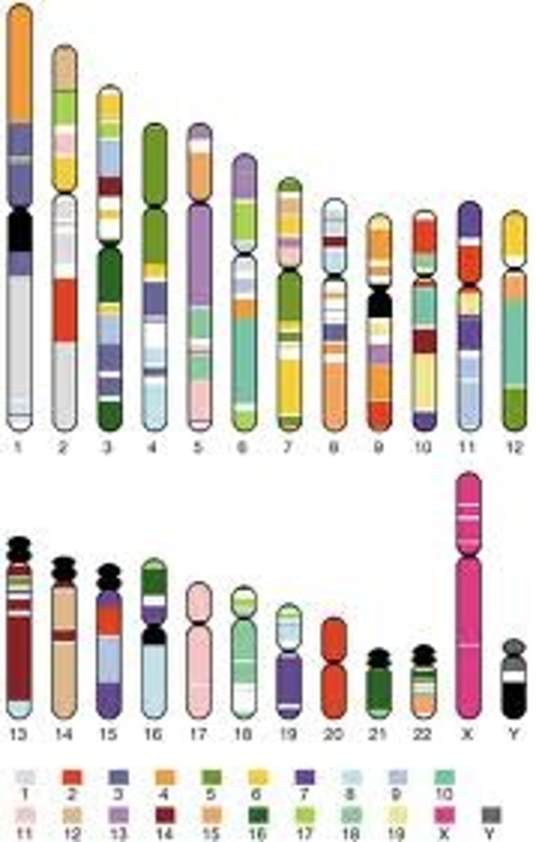 <p>The minimum quantity of DNA that contains one set of all the genes in an organism, including mitochondrial DNA and the DNA in the chloroplasts of plants.</p>