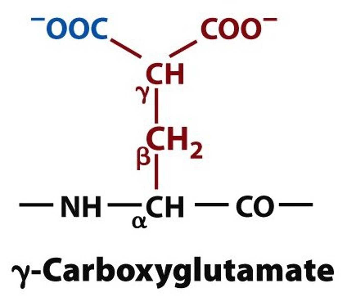 <p>1) Coenzyme (Vitamin K-dependent carboxylase); adds a carboxylic acid group to glutamate residues in specific proteins to make carboxyglutamates</p><p>1a)prothrombin - clotting cascade</p><p>1b) calcium binding site</p><p>1c) osteocalcin for bone formation</p>
